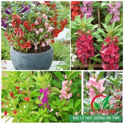 Hạt giống hoa móng tay nhiều màu