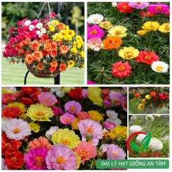 Hạt giống hoa mười giờ Hạt giống hoa mười giờ