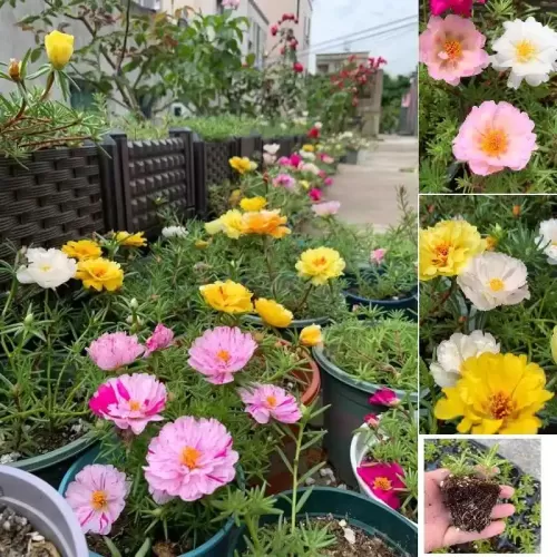 Hạt giống hoa mười giờ