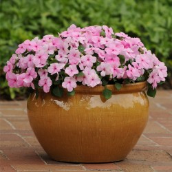 Hạt giống hoa ngọc thảo