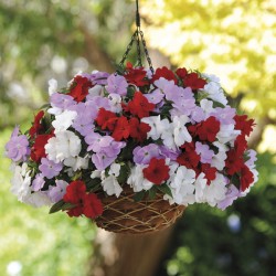 Hạt giống hoa ngọc thảo