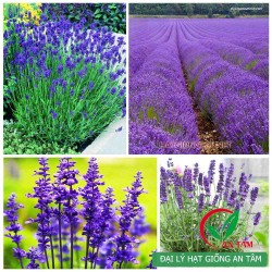 Hạt giống hoa oải hương Hạt giống hoa oải hương