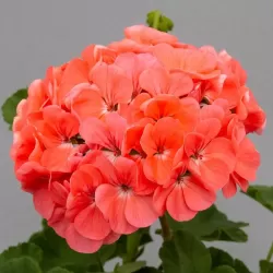 Hạt giống hoa phong lữ thảo