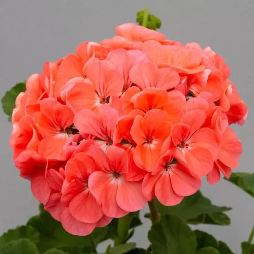 Hạt giống hoa phong lữ thảo