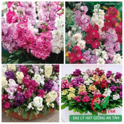 Hạt giống hoa phong lữ thảo mix F1 (Geranium)