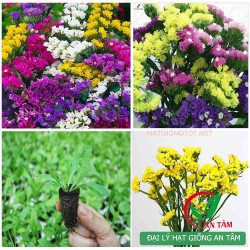 Hạt giống hoa Salem (Limonium)