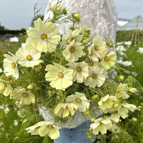 Hạt giống hoa sao nhái vàng mơ