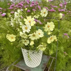 Hạt giống hoa sao nhái vàng mơ