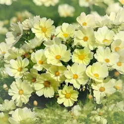 Hạt giống hoa sao nhái vàng mơ