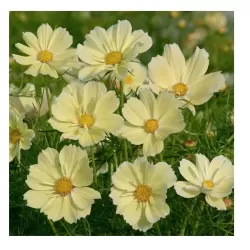 Hạt giống hoa sao nhái vàng mơ