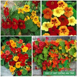 Hạt giống hoa sen cạn mix