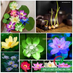 Hạt giống hoa sen mini Nhật mix
