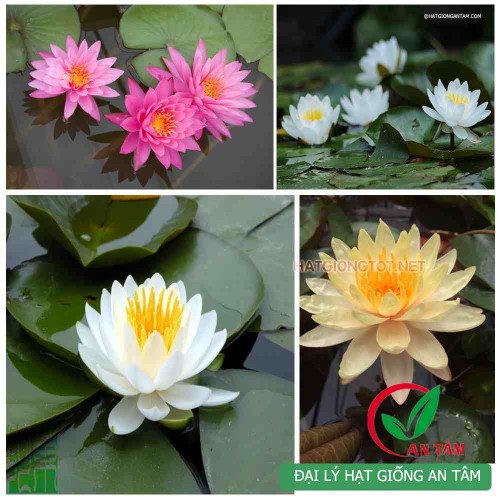 Củ hoa súng thái mini mix màu