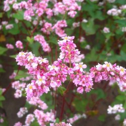 Hạt giống hoa tam giác mạch