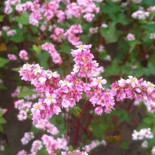 Hạt giống hoa tam giác mạch