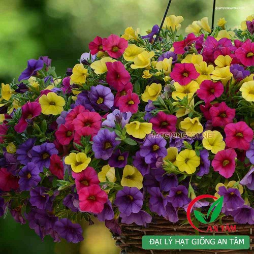 Hạt giống hoa triệu chuông f1 mix