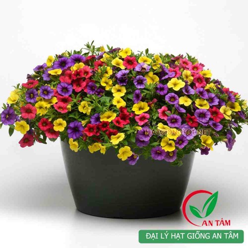 Hạt giống hoa triệu chuông f1 mix