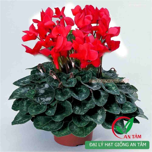 Hạt giống hoa tử la lan F1