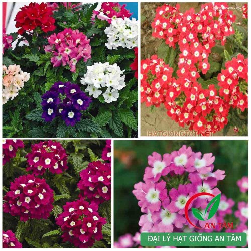 Hạt giống hoa vân anh mix (Verbena)