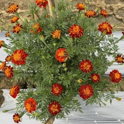 Hạt giống hoa vạn thọ ban mai