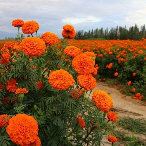 Hạt giống hoa vạn thọ đỏ