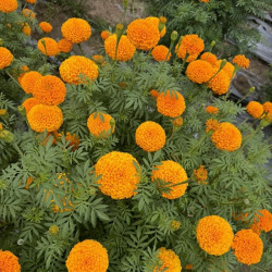 Hạt giống hoa vạn thọ pháp cao