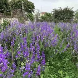 Hạt giống hoa violet