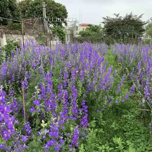 Hạt giống hoa violet