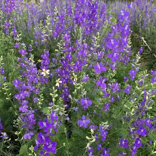 Hạt giống hoa violet