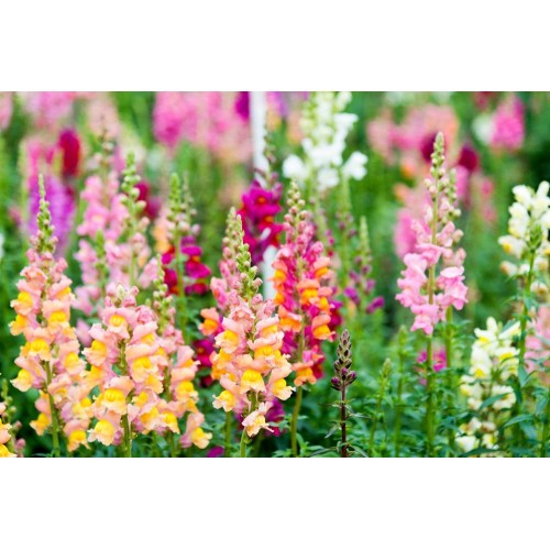 Hạt giống hoa mõm sói snapdragon