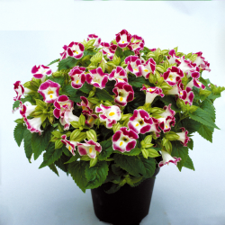 Hạt giống hoa tô liên(hoa mắt nai)