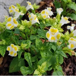 Hạt giống hoa tô liên(hoa mắt nai)