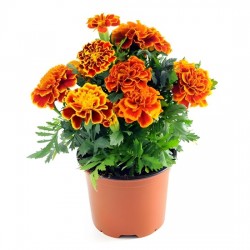 Hạt giống hoa vạn thọ ban mai