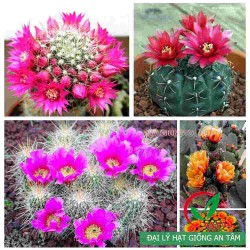 Hạt giống xương rồng mix  Hạt giống xương rồng mix