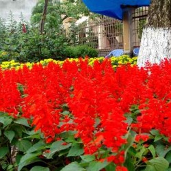 Hạt giống hoa xác pháo đỏ