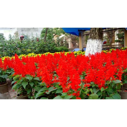 Hạt giống hoa xác pháo đỏ