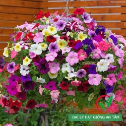 Hạt giống hoa dạ yến thảo