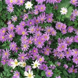 Hạt giống hoa thạch thảo