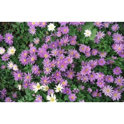 Hạt giống hoa thạch thảo