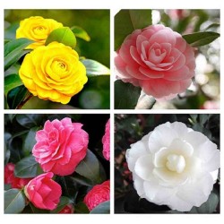 Hạt giống hoa Trà My Nhật mix Hạt giống hoa Trà My Nhật mix