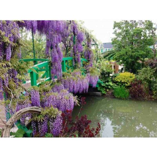 Hạt giống hoa Tử Đằng