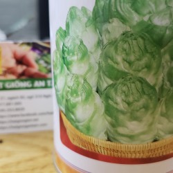 Hạt giống rau cải mầm đá