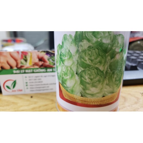 Hạt giống rau cải mầm đá