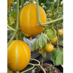 Hạt giống dưa lê hàn quốc ruột cam Hạt giống dưa lê hàn quốc ruột cam