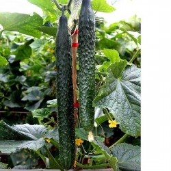 Hạt giống dưa leo nhật