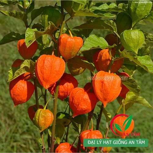 Hạt giống anh đào đất( cây tầm bóp,thù lù)