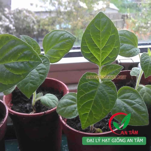 Hạt giống anh đào đất( cây tầm bóp,thù lù)