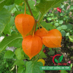 Hạt giống anh đào đất( cây tầm bóp,thù lù)