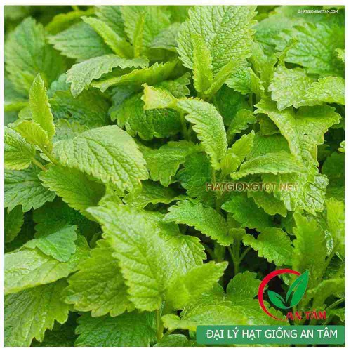 Hạt giống bạc hà Âu - Lemon Balm