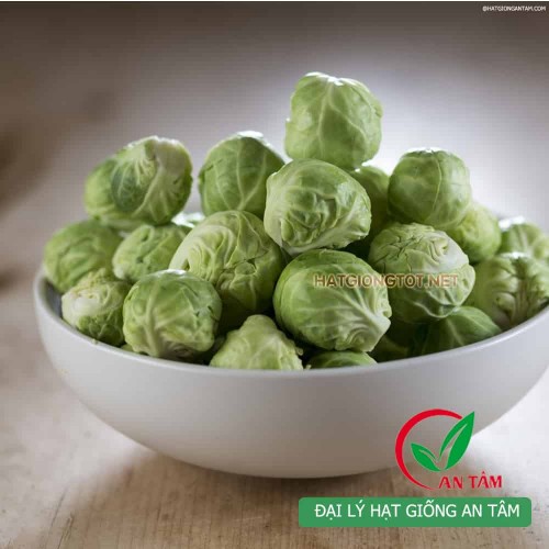 Hạt giống bắp cải tí hon
